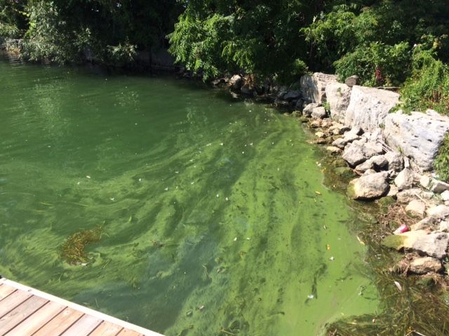 Blue-green algae off a coast-line and dock.