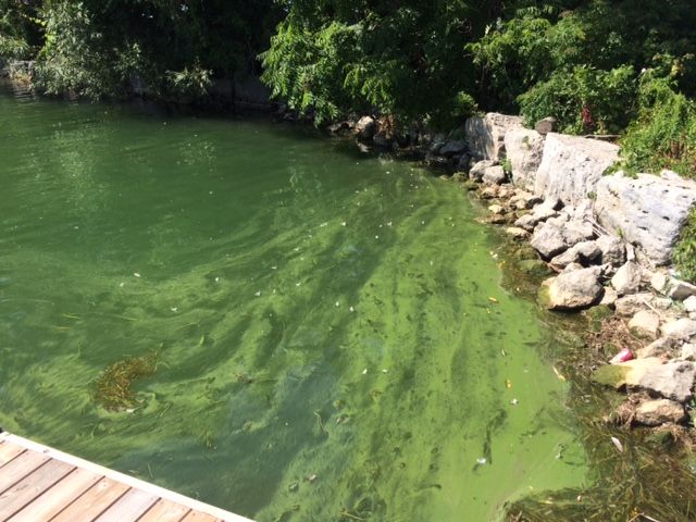 Blue-green algae