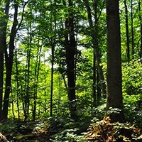 Regional Forests - Thumbnail