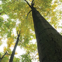 Halton Region's Tree By-Law - Thumbnail