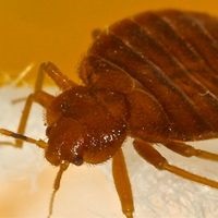 Bed Bugs - Thumbnail