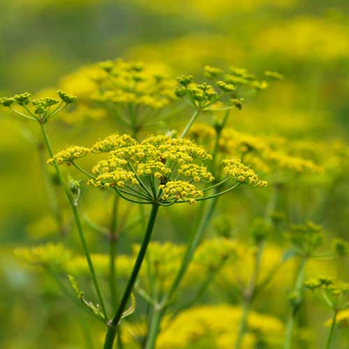 Wild Parsnip growing in the grass