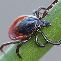 Lyme Disease and Other Tick-Borne Diseases - Thumbnail