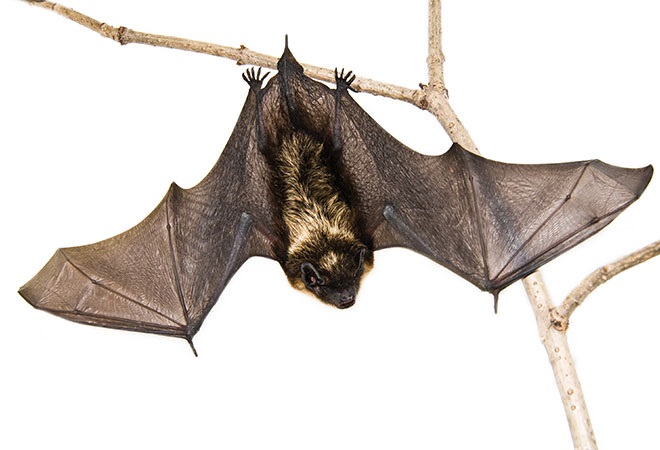 Halton Region Public Health confirms rabies in a bat found in Burlington