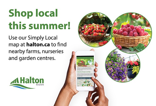Shop local this summer! Use our simply local map at halton.ca. to find nearby farms, nurseries and garden centres. Hand holding phone, images of strawberries, raspberries and hanging plants.